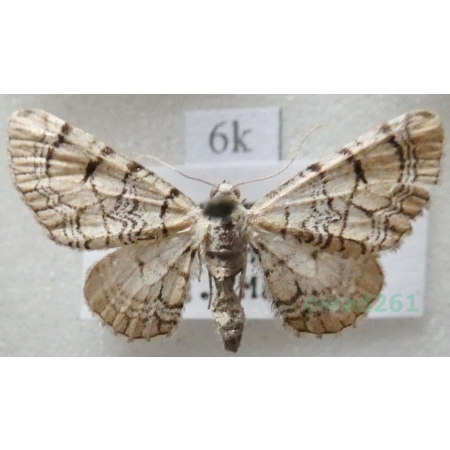 Eupithecia venosata (Fabricius, 1787) Grotnik szczeblikowiak Slovakia6k